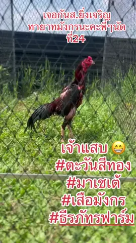 #ชื่อโฟม #บ้านนำพลอย #โฟมตื่นเที่ยงเลี้ยงไก่ #ตะวันสีทอง @ตะวันสีทอง 