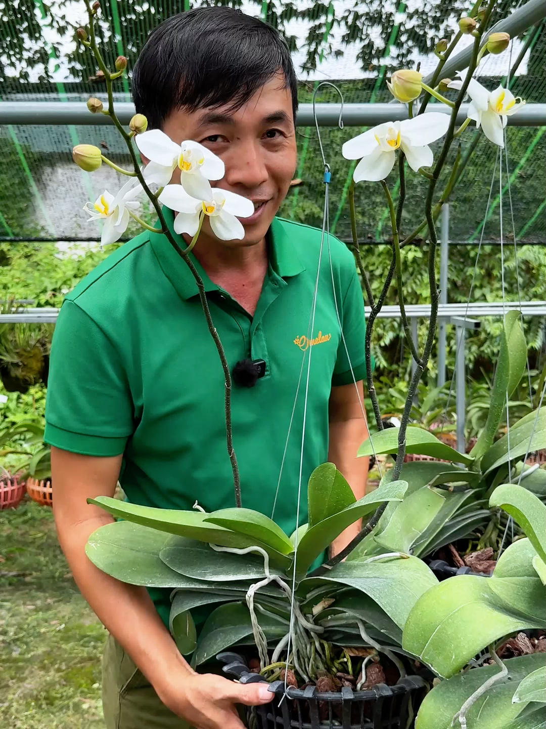 Hồ điệp mà ra hoa ở Củ Chi luôn nha #melan #landep #hoadep #COMBO8 #kichre #fyp