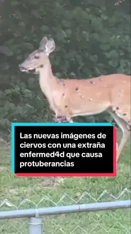 🛑En los últimos días se han difundido nuevas imágenes de ciervos estadounidenses con extrañas protuberancias en la piel, una señal de la enfermedad conocida como fibroma cutáneo. Esta afección, provocada por un papillomavirus, produce bultos oscuros y rugosos principalmente en la cara, el cuello y alrededor de los ojos. Aunque pueden parecer alarmantes, la mayoría de los animales afectados sigue llevando una vida normal, y los fibromas rara vez ponen en peligro su salud o la de la población. Las protuberancias, similares a las que recientemente se han detectado en conejos y ardillas, no son transmisibles a humanos, mascotas ni otros animales domésticos. El virus es exclusivo de cada especie y no supone riesgos fuera del entorno natural. Solo en los casos graves, cuando los bultos impiden comer, mover o ver con normalidad, puede recomendarse asistencia veterinaria. 👀Los expertos aconsejan dejar a los ciervos afectados en libertad y evitar intervenir, a menos que el animal sufra complicaciones evidentes. Los cazadores que encuentren ciervos con fibromas pueden tratar la carne como lo harían con cualquier otro ejemplar sano, ya que la enfermedad sólo afecta la superficie de la piel. #animales #veterinarios #virus #ardillas #conejos   