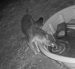 Just one of our foxes drinking water. I could watch them all day #pixiewitch626 #nature #fox #wildlife #mountain 