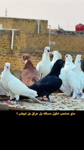 @امير محمد  هذا صاحب اعله مسافه بل حمامه البيضه 215k ركتي 🍇🚥 
