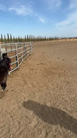 Lmao- show off much! #CoyoteCrossingRescue #FarmLife #HorsesOfTikTok #MiniHorse #toofunny 
