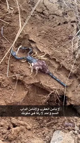 #وادي_حليل #ولف_ال_زايده #طريا #برايش_ال_زايده #الطحله 