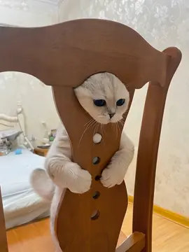 #olebrandselect #cat #cute #catmeme 