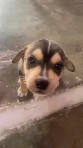 Muy alegre mi bebé😊 #perritos #zeus #babydog #cachorros #paratiiiiiiiiiiiiiiiiiiiiiiiiiiiiiii 