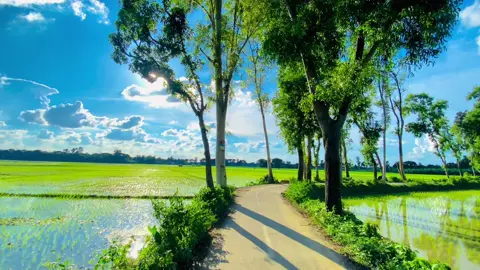 আমি অল্পতেই সুখী❤️‍🩹🌷#foryou #trending #fypシ゚ #প্রকৃতির_সৌন্দর্য #পরন্ত_বিকেল_বেলা🌅 