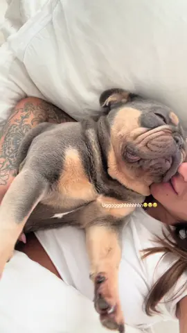 My shaylaaaaaaa  #frenchbulldog #dogsoftiktok #frenchie 