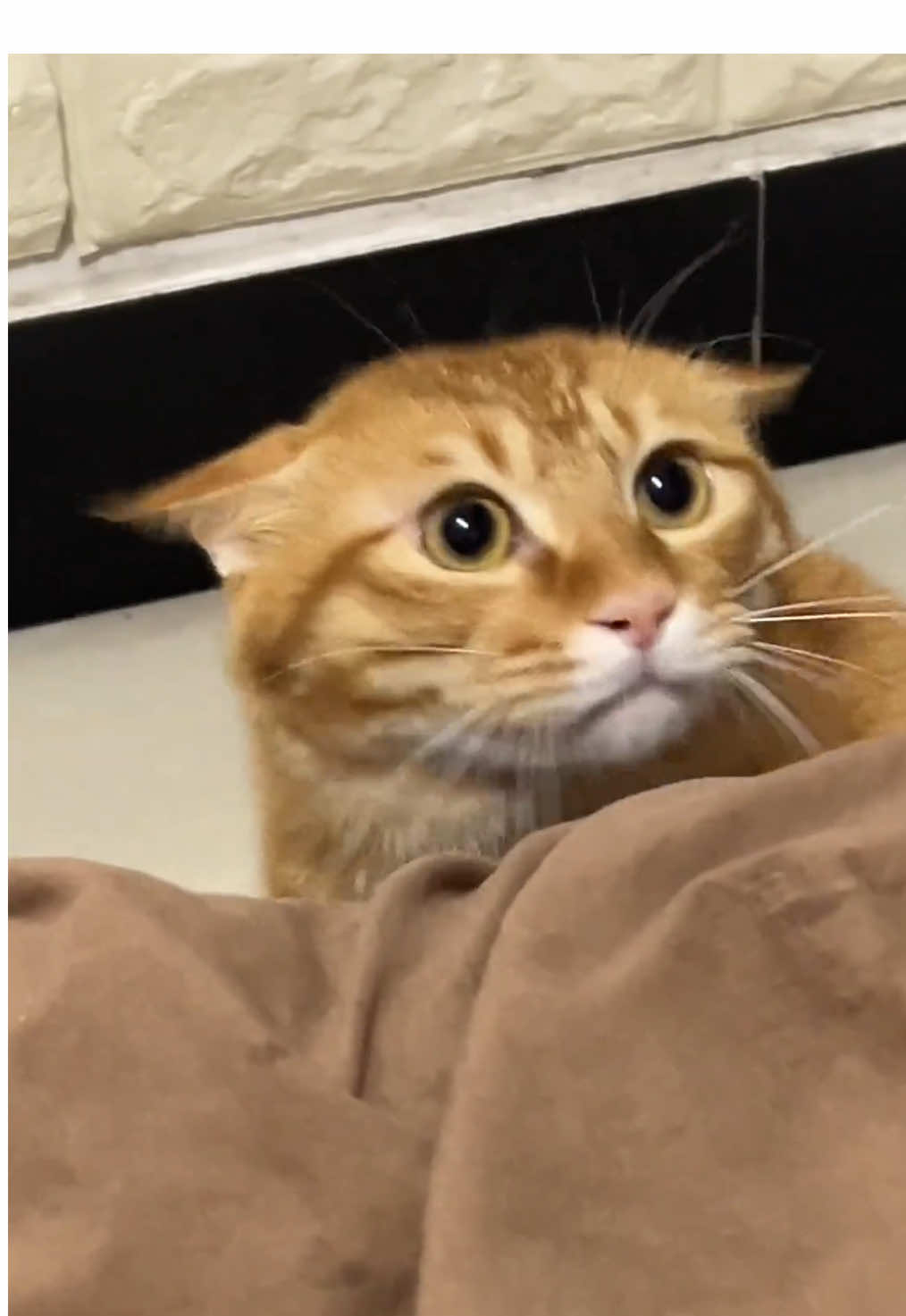 #猫 #ねこ #猫のいる生活 #猫のいる暮らし 
