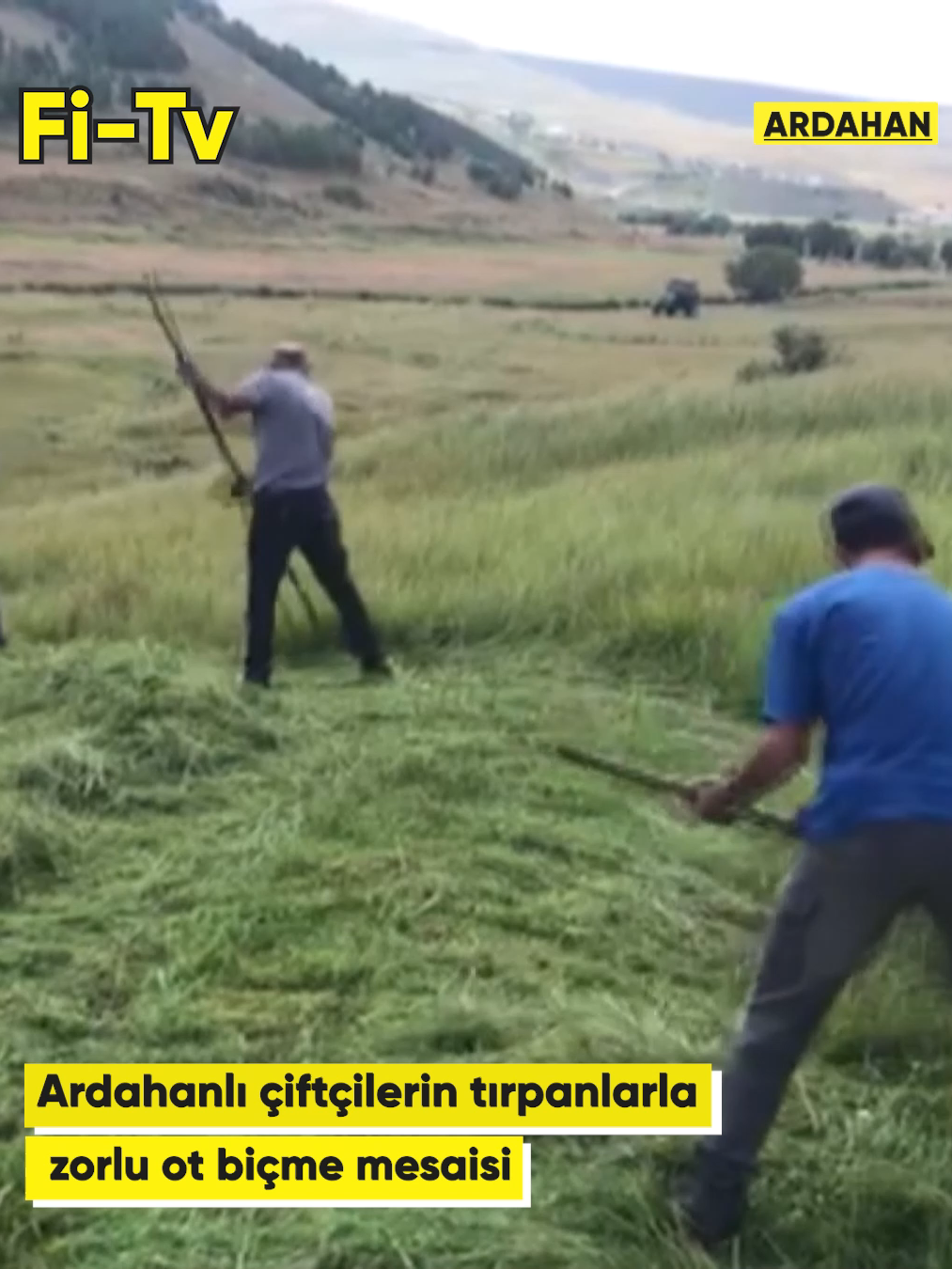 🔴Ardahanlı çiftçilerin tırpanlarla zorlu ot biçme mesaisi 🔴#ardahan 'ın dağlık köylerinde #çiftçilik  yapanlar, #biçerdöverin  giremediği yüksek kesimlerdeki #meralarda  otları atadan kalma yöntem olan #tırpanlarla  biçerek hayvanları için #kışlıkyem  hazırlıyor.