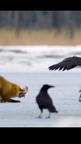 #animalsworld #wildlife #animals 