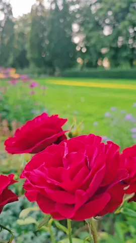 #_sham_sy777 #_السويد🇸🇪 #_عتابا_جبلية_عتابا_ساحلية #طربيات_الزمن_الجميل_🎼🎶🎻♥️🌹 #_اشعار_خواطر_قصص_أوجاع_منوعات🥀🎻🥀_صباحياتي_🎻☕️ 