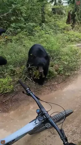 Bear #bear #funnyvideo #animals #foryourpage #fyp 