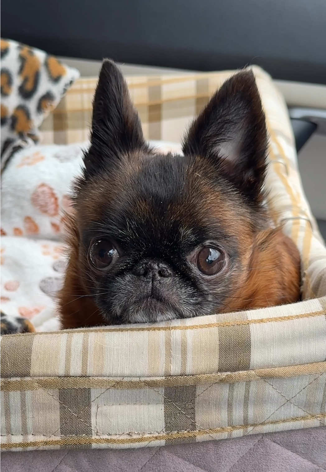 When your human drives past the chicken store… like you don’t even exist. 😟🍗 #dog #griffon #foryoupage #cute #southpark 