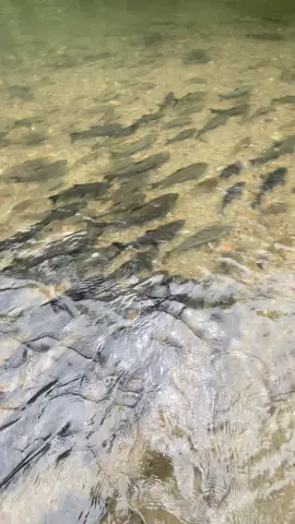 KUNDASANG RANAU ☺️