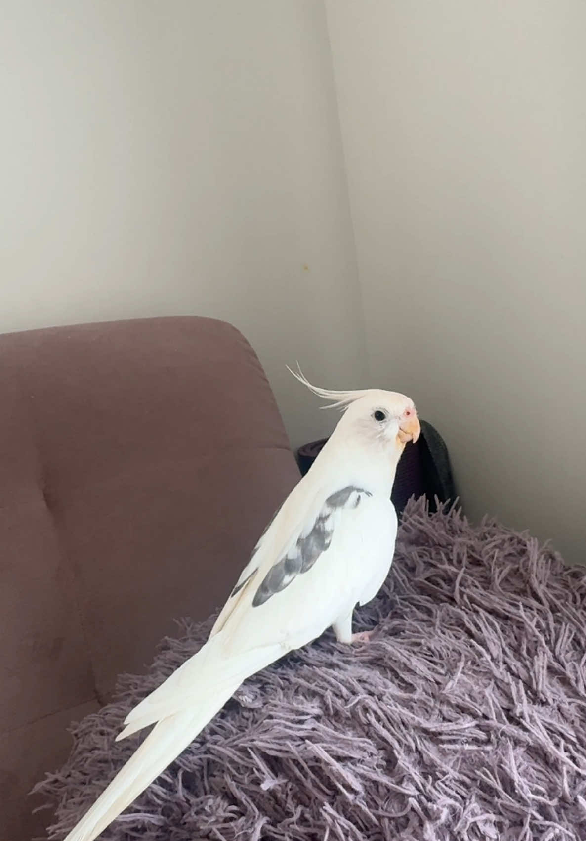 Edek, my cockatiel, running across the pillow and singing like it’s his personal stage 🎶🐦🛏️ #cockatiel #singingbird #funnybird #parrotsoftiktok #birdtok #corella #edek #birdsoftiktok #PetsOfTikTok #cutebird #talentedbird #parrotlife #pillowconcert 