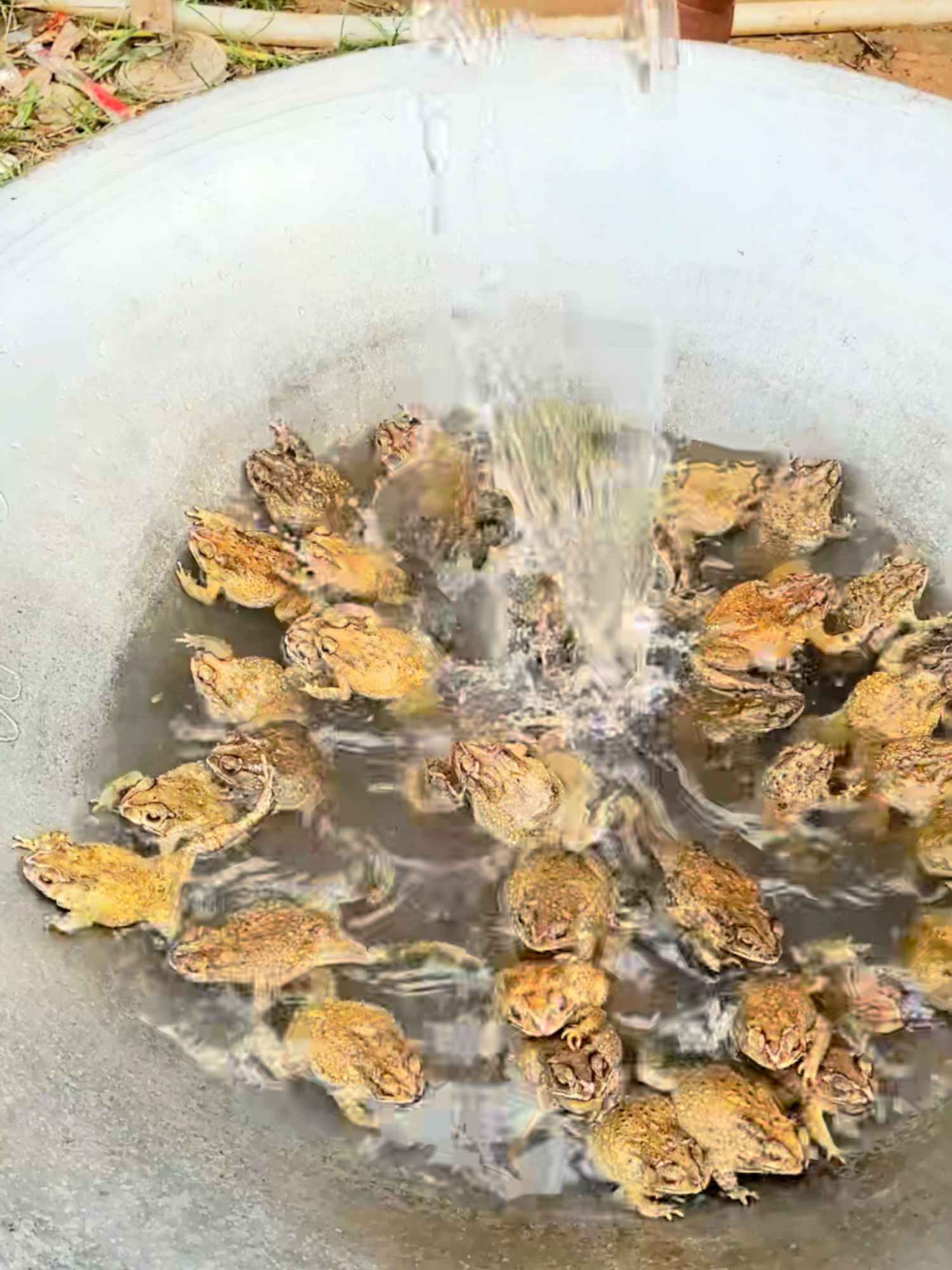 Amazing fried 100 Toads recipe  #tiktokfood