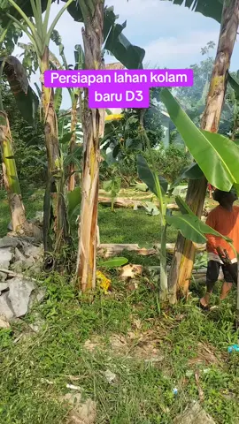 optimalisasi dan dan alih pungsi lahan kosong ke lahan produktif untuk kolam bundar D3 ikan gurame #kolamikan #budidayaikan #ikangurame #kolambundar 