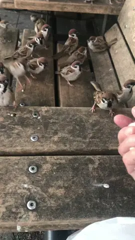 جمعة طيبة عليكم صباح الخير  🐦🌹🐦🌹🐦🌹🐦🌹🐦