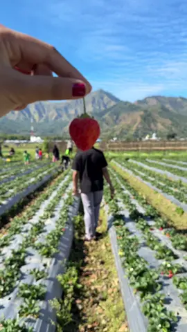 Sembalun#sembalun #fyppppppppppppppppppppppp #viral #fyp #masukberanda #cb #viralvideo #strowberry #viral #fyppppppppppppppppppppppp 