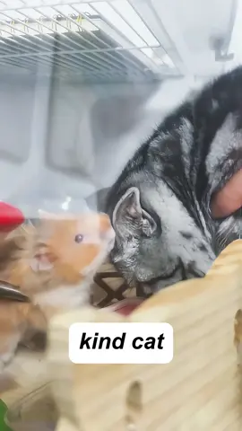 This cat is bad at his job #funny #tiktok #cat #catsoftiktok #fyp 