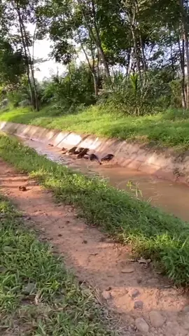 ciliang kondiak babi nama lain di daerah anda #fypviralシ #TikTokAwardsID #fypage #tiktokviral #babihutan 