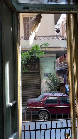 Behind the city’s façade.  . . #fyp #oldcairo 