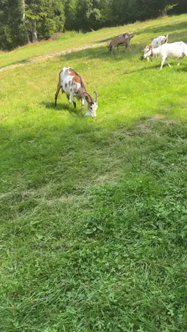 🤪