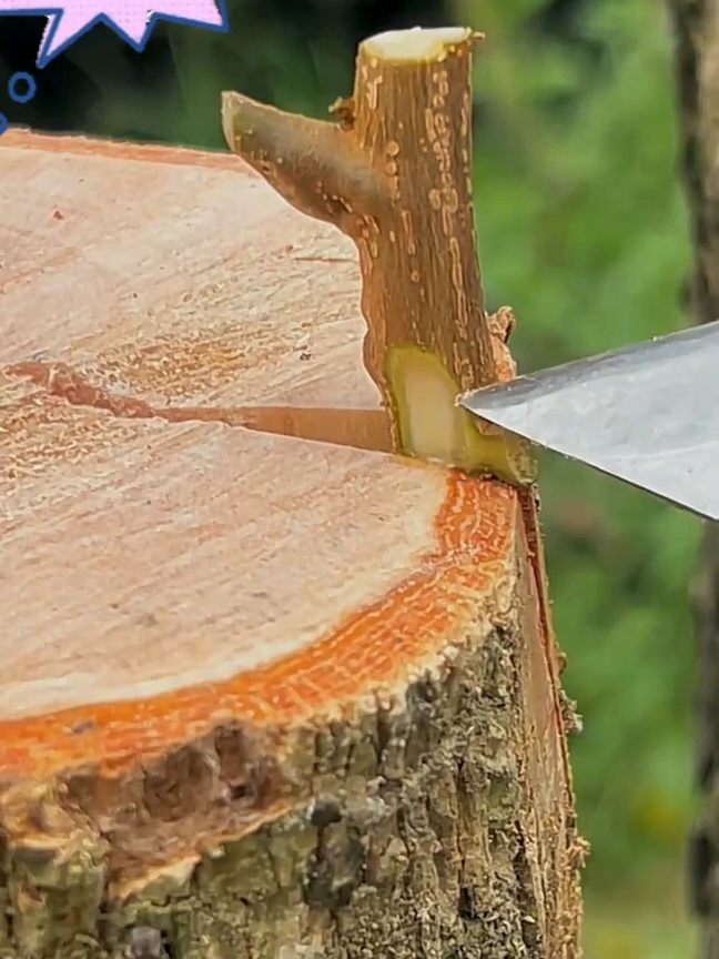 Fruit tree stump grafting #fyp #plantgrafting #grafting #graftingtechniques #plants #usa_tiktok 