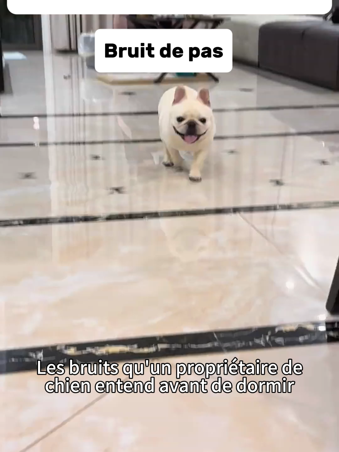 Les bruits qu'un propriétaire de chien entend avant de dormir.🤣 #FrenchBulldog #DogTok #BeatboxDog #CuteLorde #SingingFrenchBulldog #Chien #ChienDété #ProtégerSonChien #SantéChien #ConseilsChiens #cutelorde_fr #Gantsdenettoyage