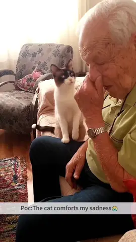 When the world is too loud but her paws are just soft enough…❤️ #lovely #Love #foryou #usa #catlover #cat #warm #catsoftiktok 