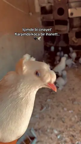#storilikvideolar📌🕊️ #sözlüvideolar 