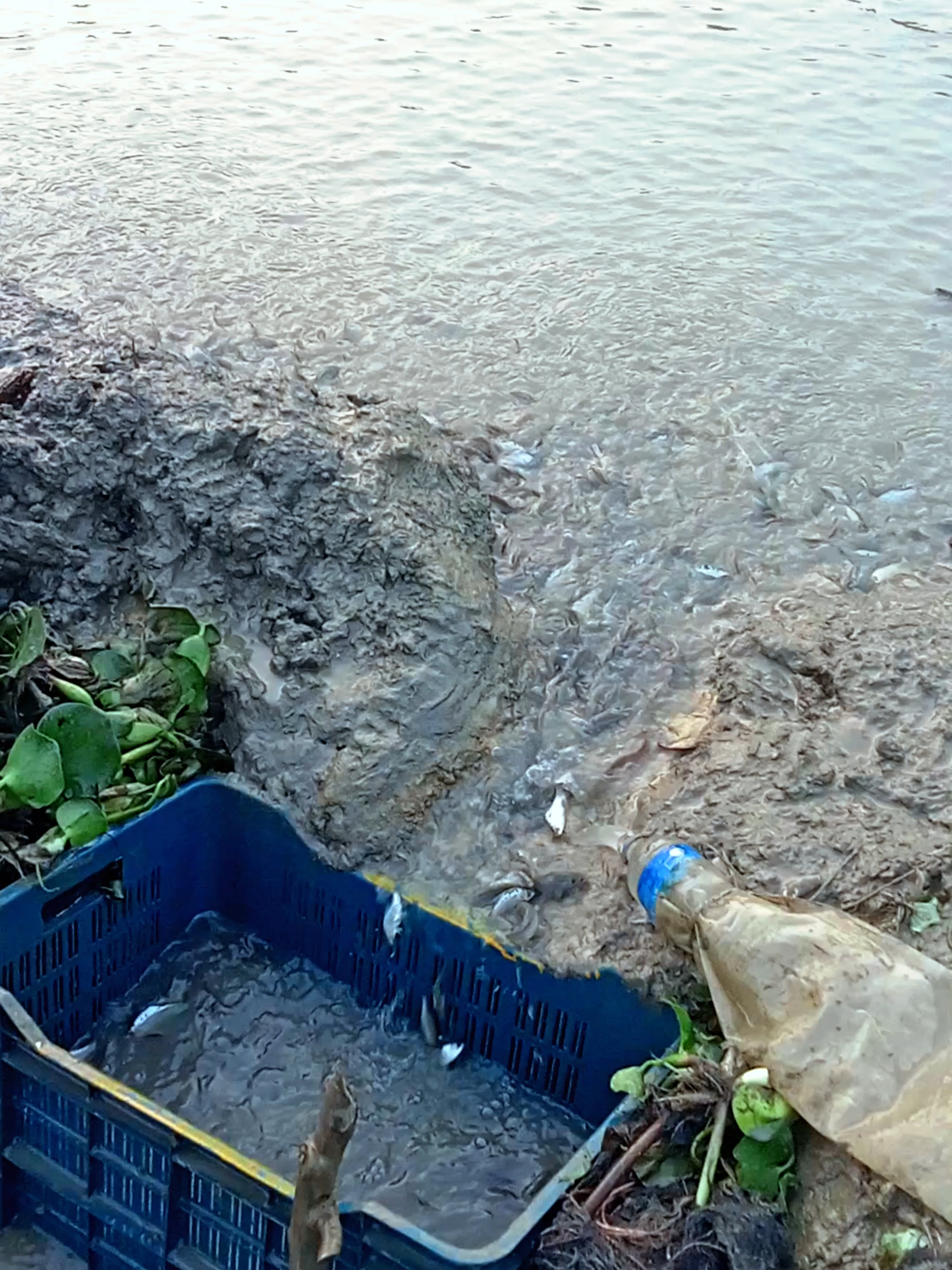 This Catch Broke The Net 🐟💯 From zero to hundreds in seconds — this fishing clip is unreal!  #fypシ゚ #VillageVibe #FishingTok #FishingTrend #VillageLife #BigCatch #FishingViral #ForbiddenFishing #FishingTok #FYP #caughtoncamera #fishinglife #ViralFishing