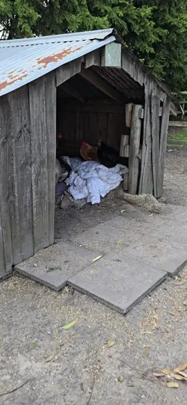 Farm house party..... Our rescue animals are one big happy family. p.s doona and blankets get washed on a Monday.  #funnyfarm #rescueanimals #farmanimals #besties #bestiesforever 