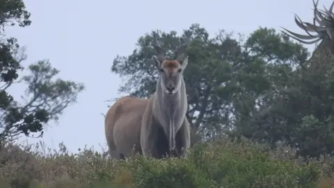 Beautiful eland took by our clients. Happy hunting 
