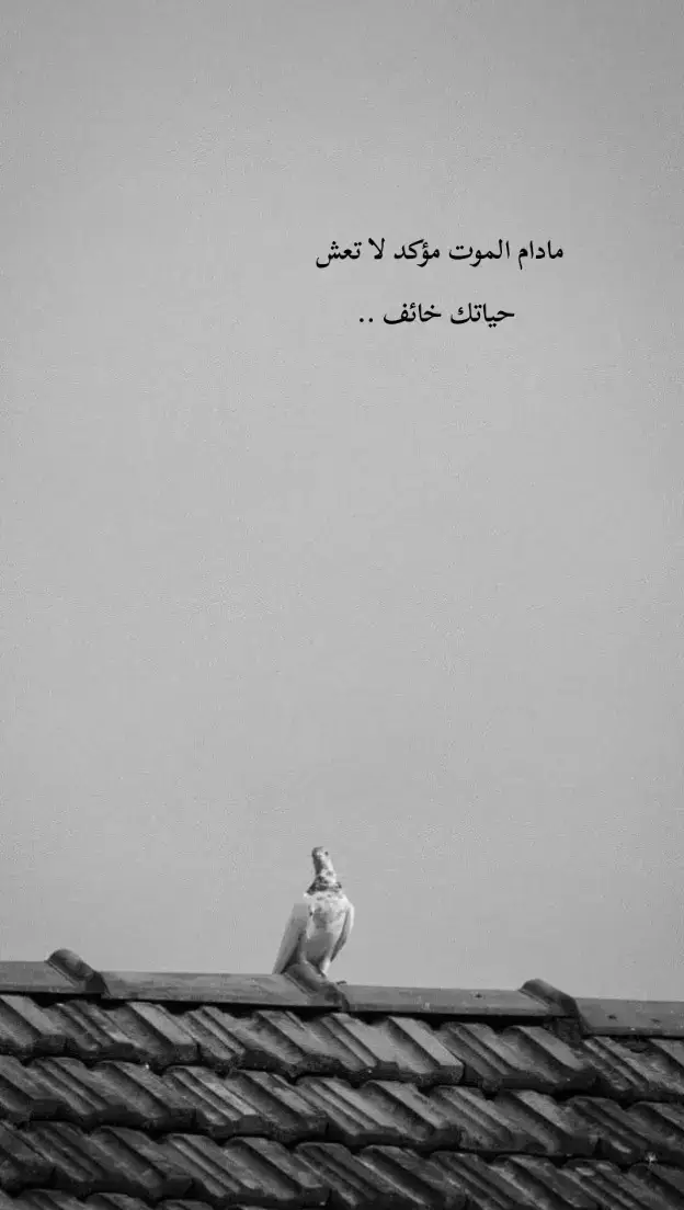 #بهاء🖤 #عبارات_جميلة_وقويه😉🖤  #عباراتكم_الفخمه📿📌 #fypシ 