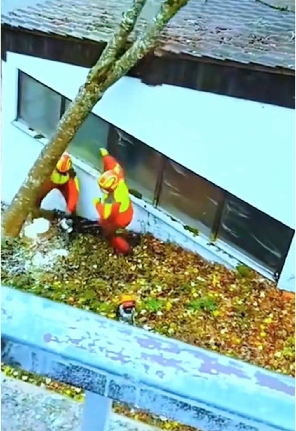 Even skilled logger can make mistakes #asmr #satisfying #tree #oddlysatisfying #fyp 