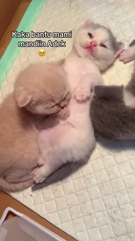 Pinternya 😍