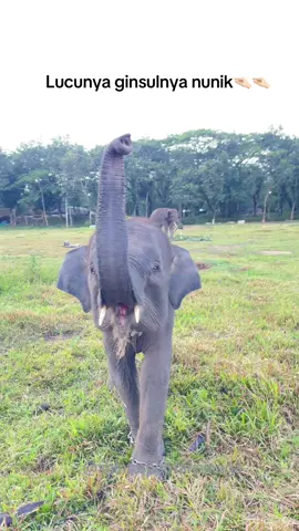 Nunik🐘:oh jadi perempuan ini yg suka gangguin adekku nisa😏 #gajah #waykambas #lampung #gajahviral #lampungtiktok 