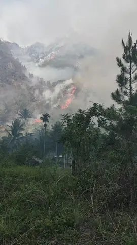 kebakaran hutan hebat. jalan lintas sumatra riau payakumbuh #kapalobandataram #kelok9 #viral 