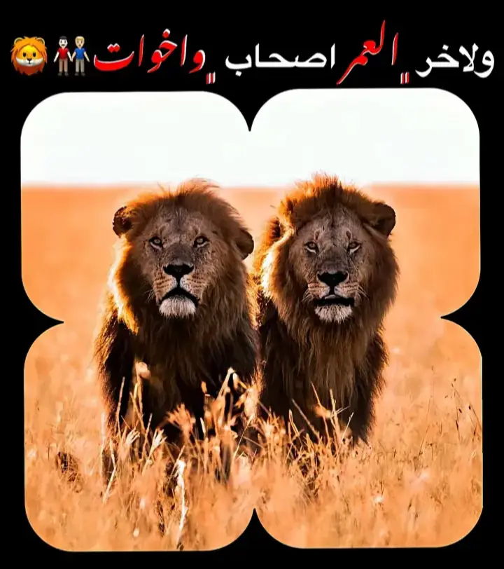 #اسماعيليه_بلدنا💛💙 #عرشيه_مصر@mohammed AKRM🫡🌪️🥷🏼  #fyppppppppppppppppppppppp #foryoupage #CapCut 