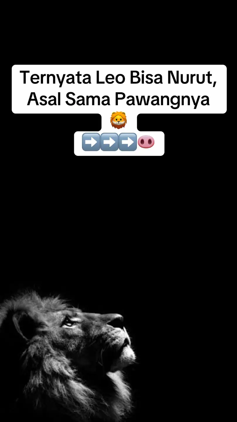 “Leo itu keras kepala banget, susah banget diatur 😅 Tapi jangan salah, kalau udah ketemu orang yang tepat alias pawangnya, Leo bisa jadi nurut loh! Setuju ga sama ini? 🦁✨” #leo #zodiakleo #fyp #fypシ #zodiakindonesia       