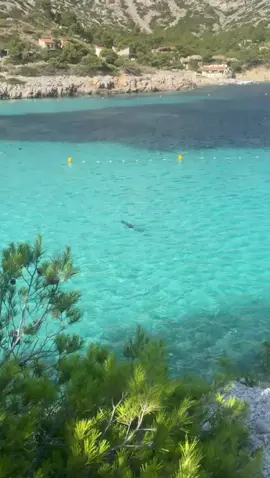 Un requin dans la Calanque de Sormiou à Marseille ce jeudi 21 août vers 17:30