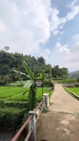Cai ngocor ngalir bagja Meuntas sisi-sisi leuweung Alam téh méré kahirupan Hayu urang miara🍃 #endah #wanayasa #trending #purwakarta_istimewa 