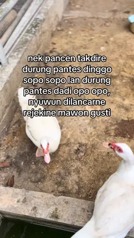 bismillah #bismillahfyp #mentokjumbo #jogja #sukses #peternakmuda 