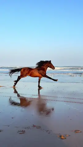 My favorite day, will be always the day I met you ❤️ Capo. . . . . . #fyp #viral #horses #horse #horsesoftiktok @Eros Ramazzotti 