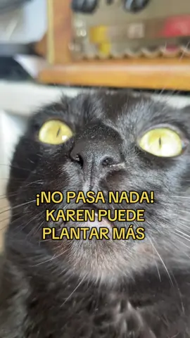 #catlover #gato #animales 