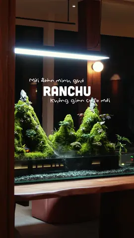 Mời đoàn mình đến chơi ngồi nhà mới của Ranchu với không gian hoàn toàn mới 🌟 Nước với bánh đã sẵn sàng chỉ đợi mí bồ đến thôi 🍃 #ranchusaigon #banhngot #matchalover #cafedep #cafetanbinh 