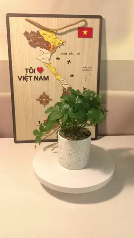 Xinh lắm các bà ưi. Decor góc làm việc #caydeban #decor #xuhuong #vairal #affiliate #traffic #keşfet #dexuat #muasam #hanhtrinh #trend #xh #trangtri 
