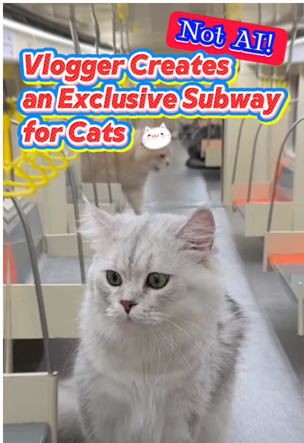 Not AI! Vlogger creates an exclusive subway for #cats #CreativeChina #kawaii #DIY #greenscreenvideo 