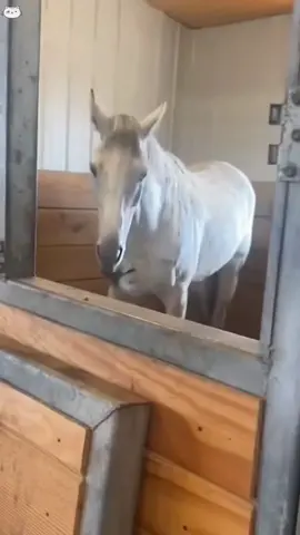 Cat and house are best friends 🙀🐴#funnyvideos #fyp #usa #catsoftiktok #catlover #funnycat #cat#foryou #house 